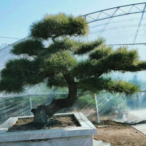 景觀松基地修剪松樹的工作內容有哪些？
